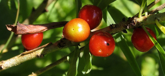 Seidelbast © Ernst Frühmann