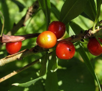 Seidelbast © Ernst Frühmann