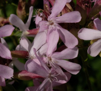 Seifenkraut © Ernst Frühmann