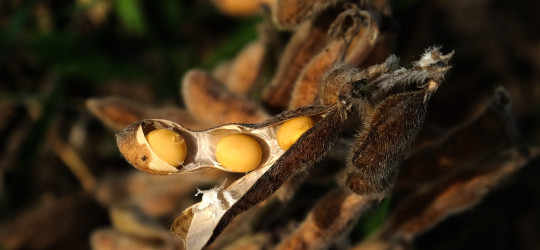 Sojabohne © Ernst Frühmann