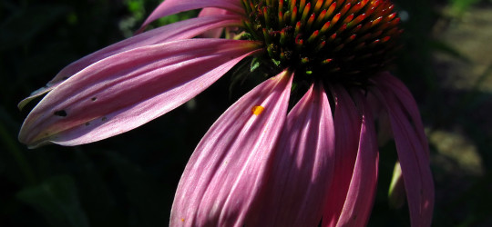 Sonnenhut Blüte © Ernst Frühmann