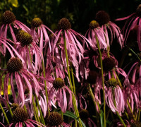 Sonnenhut © Ernst Frühmann