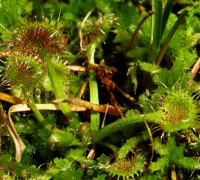 Sonnentau (c) Ernst Frühmann