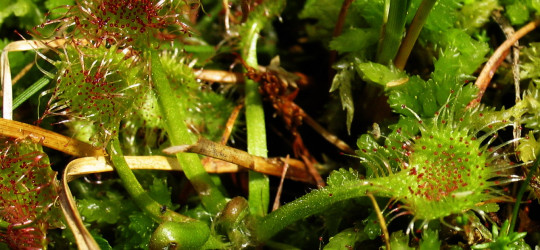 Sonnentau (c) Ernst Frühmann