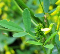 Steinklee_Afl_200508090004b