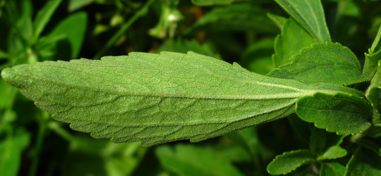 Stevia © Ernst Frühmann