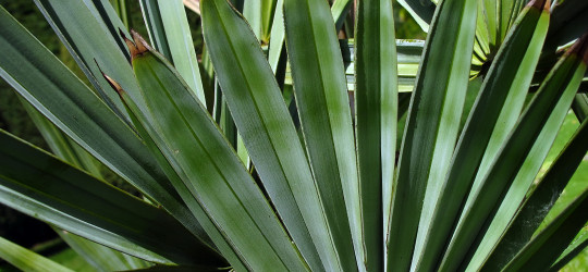 Sägepalme © Ernst Frühmann