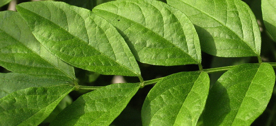 Süßholz © Ernst Frühmann