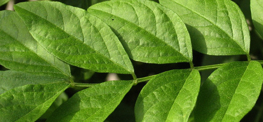 Süßholz © Ernst Frühmann