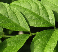 Süßholz © Ernst Frühmann