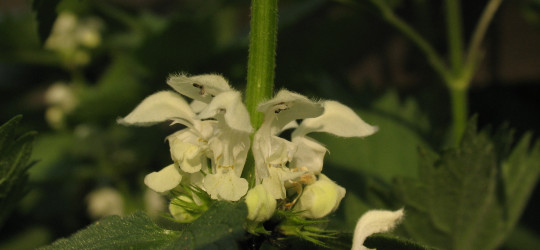 Taubnessel © Ernst Frühmann