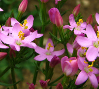 Tausendgüldenkraut © Ernst Frühmann