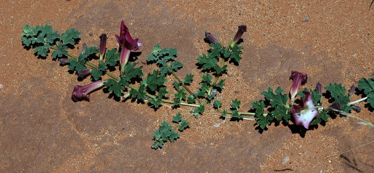 Teufelskralle © Ernst Frühmann