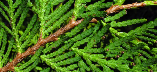 Thuje © Ernst Frühmann