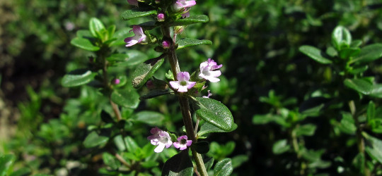 Thymian © Ernst Frühmann