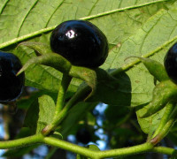 Tollkirsche © Ernst Frühmann