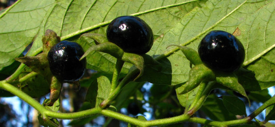 Tollkirsche © Ernst Frühmann