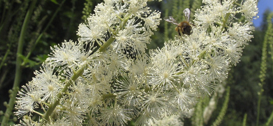 Traubensilberkerze © Ernst Frühmann