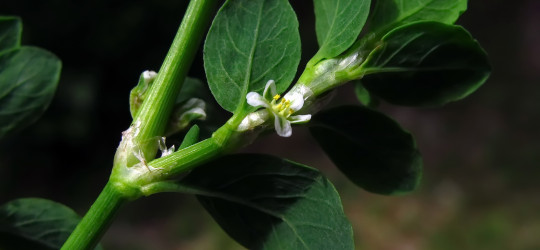 Vogelknöterich © Ernst Frühmann