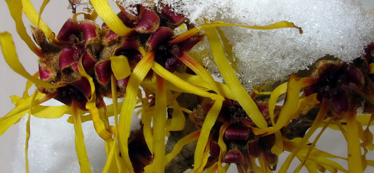 Zaubernuss © Ernst Frühmann