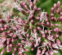 Wasserhanf © Ernst Frühmann