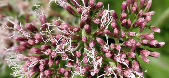 Wasserhanf © Ernst Frühmann