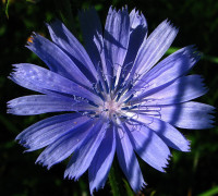 Wegwarte  © Ernst Frühmann