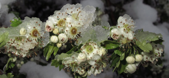 Weißdorn © Ernst Frühmann