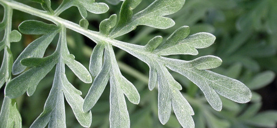 Wermut © Ernst Frühmann