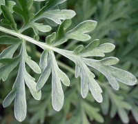 Wermut © Ernst Frühmann