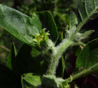 Schlafbeere © Ernst Frühmann