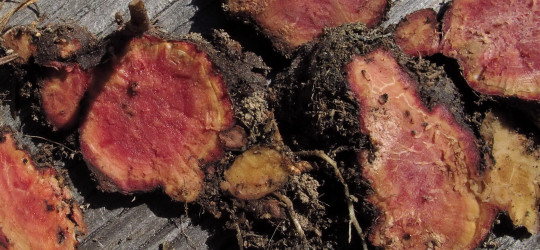 Blutwurz © Ernst Frühmann