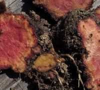 Blutwurz © Ernst Frühmann