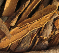 Zimt © Ernst Frühmann