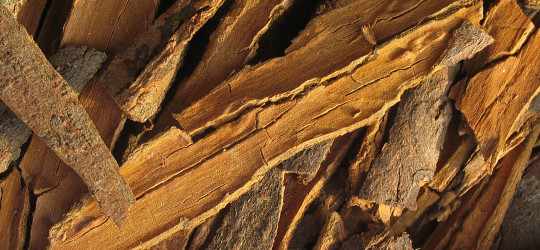 Zimt © Ernst Frühmann