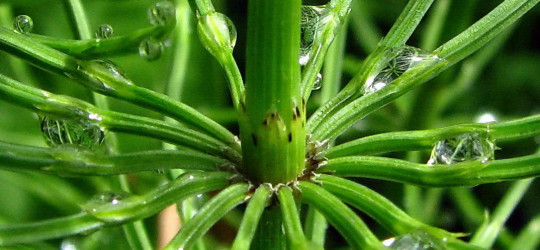 Ackerschachtelhalm © Ernst Frühmann