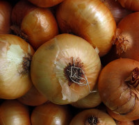 Zwiebel © Ernst Frühmann