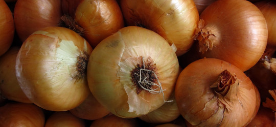 Zwiebel © Ernst Frühmann