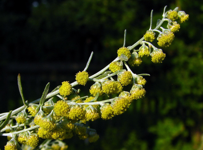 Wermut © Ernst Frühmann