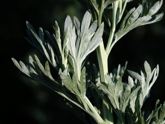 Wermut © Ernst Frühmann