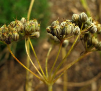 Anis © Ernst Frühmann