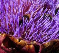 Artischocke © Ernst Frühmann