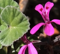 Kapland-Pelargonie © Ernst Frühmann