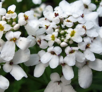Bittere Schleifenblume  © Ernst Frühmann