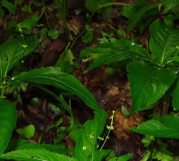 Wald-Bingelkraut © Ernst Frühmann