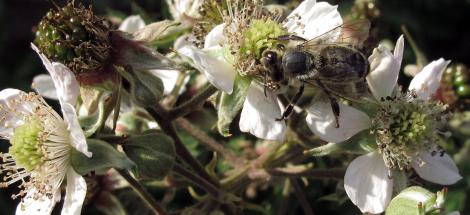 Brombeere © Ernst Frühmann