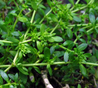 Bruchkraut © Ernst Frühmann