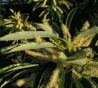 Edelkastanie © Ernst Frühmann