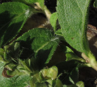 Echter Ehrenpreis © Ernst Frühmann