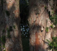 Eibe © Ernst Frühmann